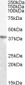Goat Anti-pan ADH Antibody